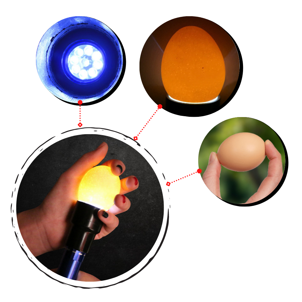 Lâmpada de candling de ovos Gazechimp com 9 LEDs, usada para verificar o desenvolvimento de ovos durante a incubação.
