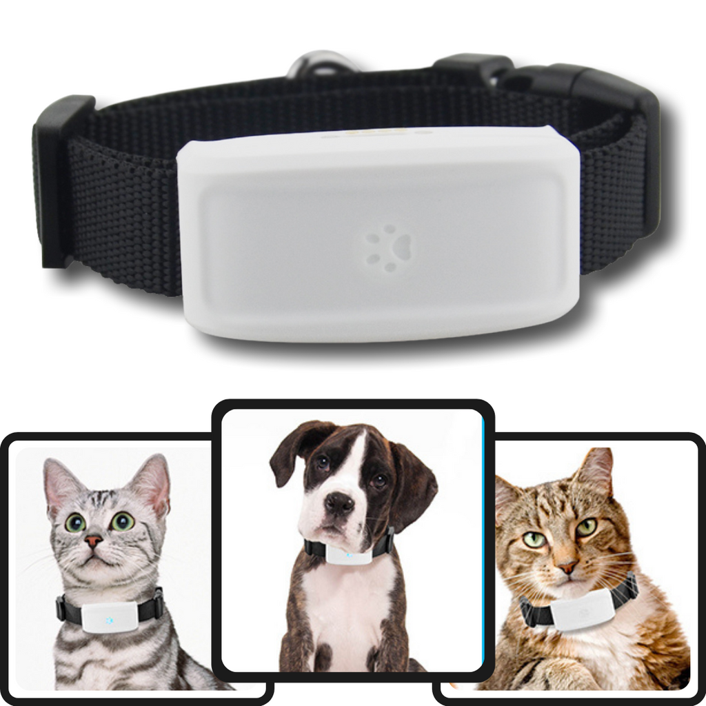 Collier de repérage GPS pour animaux de compagnie de la marque Anysun, avec dispositif de géolocalisation pour chiens et chats.