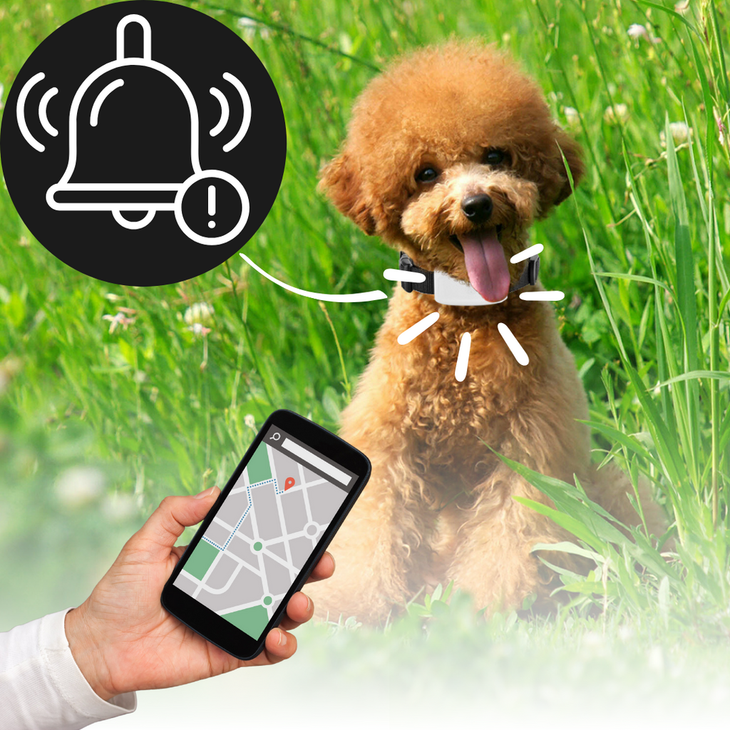 Collier de repérage GPS pour animaux de compagnie Anysun, collier avec géolocalisation en temps réel pour chiens et chats.