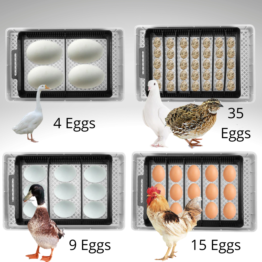 Incubador automático de ovos Yescomusa para até 35 ovos, com controle digital para criação eficiente de aves.