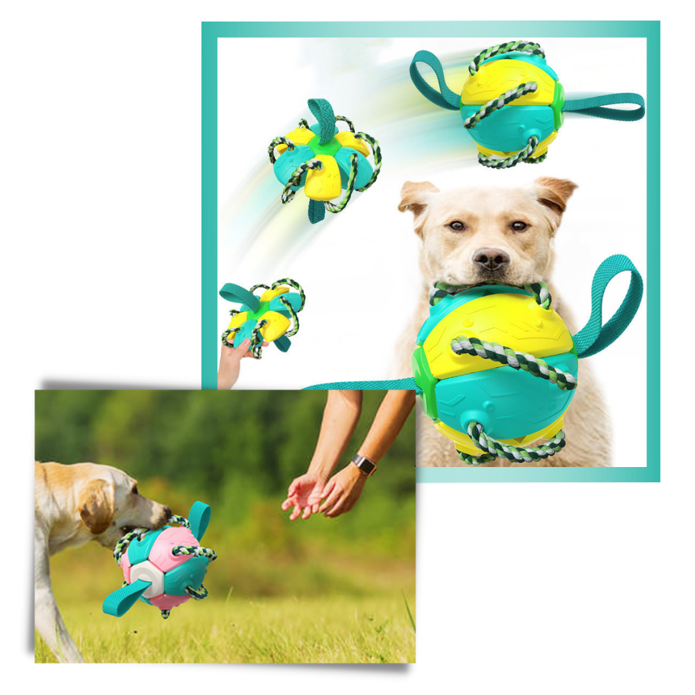 Disco de frisbee para cachorro da marca Cn, acessório de brinquedo para cães, com formato de frisbee colorido.