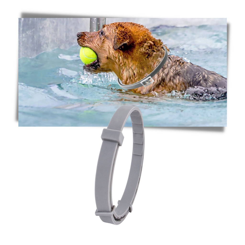 Coleira antipulgas para animais de estimação Homyl, colar de alta qualidade para proteção contra pulgas e carrapatos.