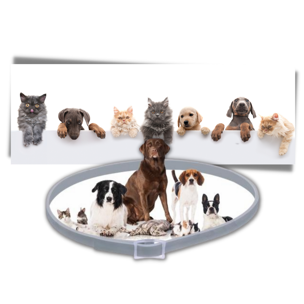 Colar antipulgas para animais de estimação da marca Homyl, com largura e aplicação ampla, visível na imagem.