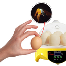 Incubador automático de ovos Mini da Topchances, aparelho compacto para incubação de ovos com controle automático.