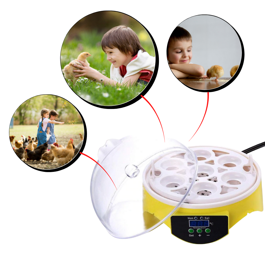 Incubadora automática de ovos mini Topchances com tampa transparente e controle de temperatura para criação de aves.
