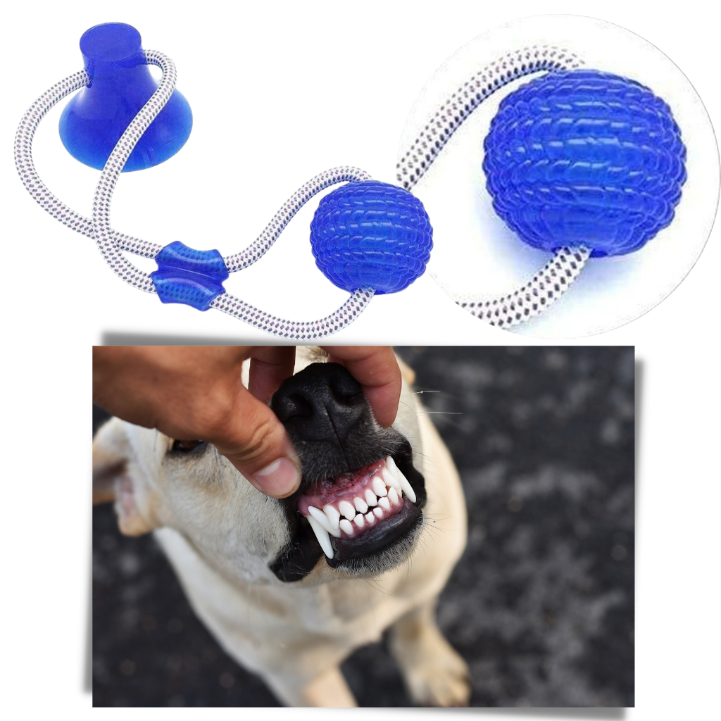 Brinquedo de bola com ventosa para cachorro, acessório para cães da marca Manfiter, com superfície para limpar os dentes.