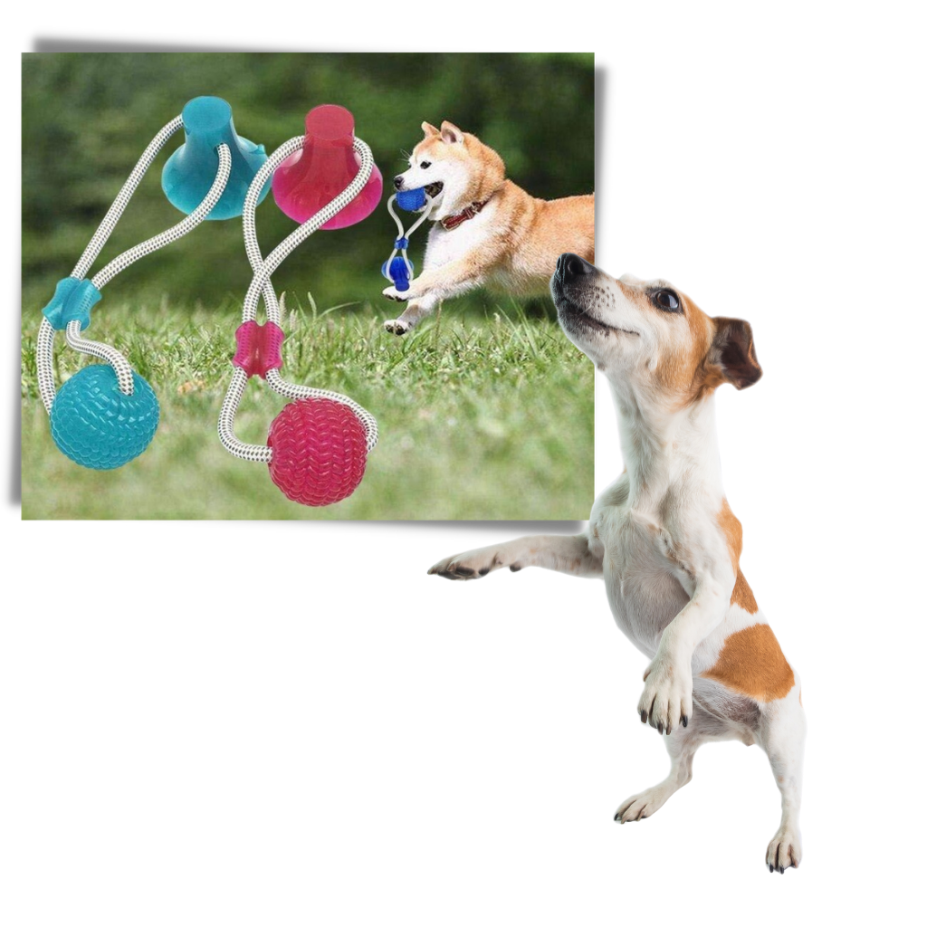 Bola com ventosa para cachorro da marca Manfiter, brinquedo que mantém o cão ativo e entretido com ventosa para fixação.