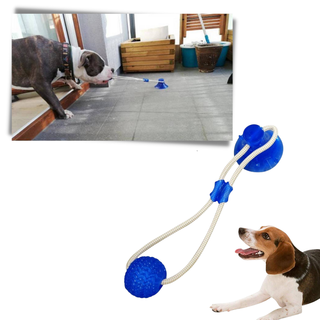 Brinquedo de bola com ventosa para cães, acessório para cães da marca Manfiter, com ventosa para fixar em superfícies.