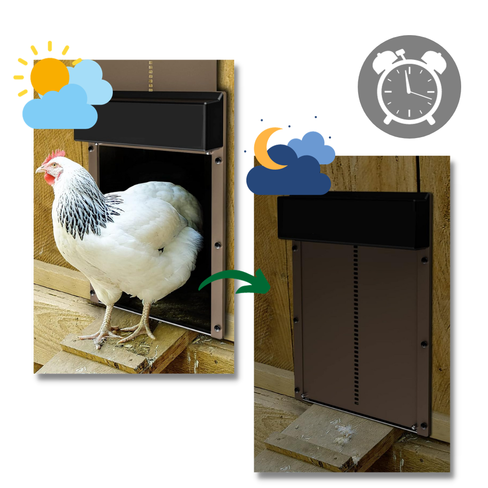 Porta automática para galinheiro da Wacanda, sistema de elevação para abertura e fechamento automático do galinheiro.