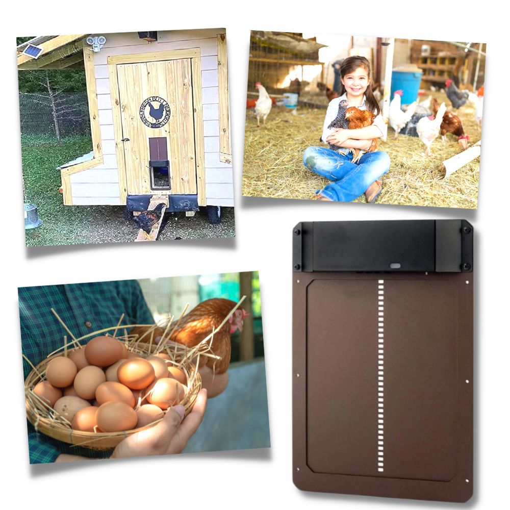 Porta automática para galinheiro Wacanda, sistema de elevação para abrir e fechar porta de coelho ou galinhas com facilidade