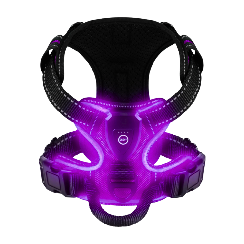 Harnais para cachorro Dog E Glow com luz LED piscante em roxo, acessório para cães, tamanho P a XL, visível na imagem.
