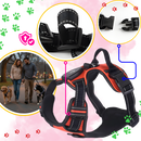 Coleira para cães Dog E Glow com luz LED piscante, acessório para segurança e visibilidade durante passeios noturnos.