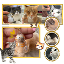 Chaveiro de cápsula com pelúcia de gato, lembranças fofas, brinco para animais de estimação, marca Allasfun
