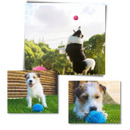 Balle rotativa automática para cães da Eastjing com quatro capas, brinquedo interativo para cães.