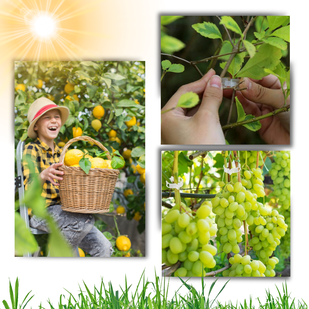 Suporte de plantas Eastjing para jardinagem, fácil de clipar, pacote com 50 unidades para suporte de vasos e plantas.