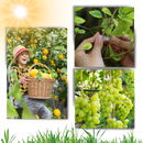 Suporte de plantas Eastjing para jardinagem, fácil de clipar, pacote com 50 unidades para suporte de vasos e plantas.