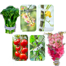 Suporte de plantas Eastjing para jardinagem, fácil de clipar, pacote com 50 unidades, ideal para apoiar plantas no jardim
