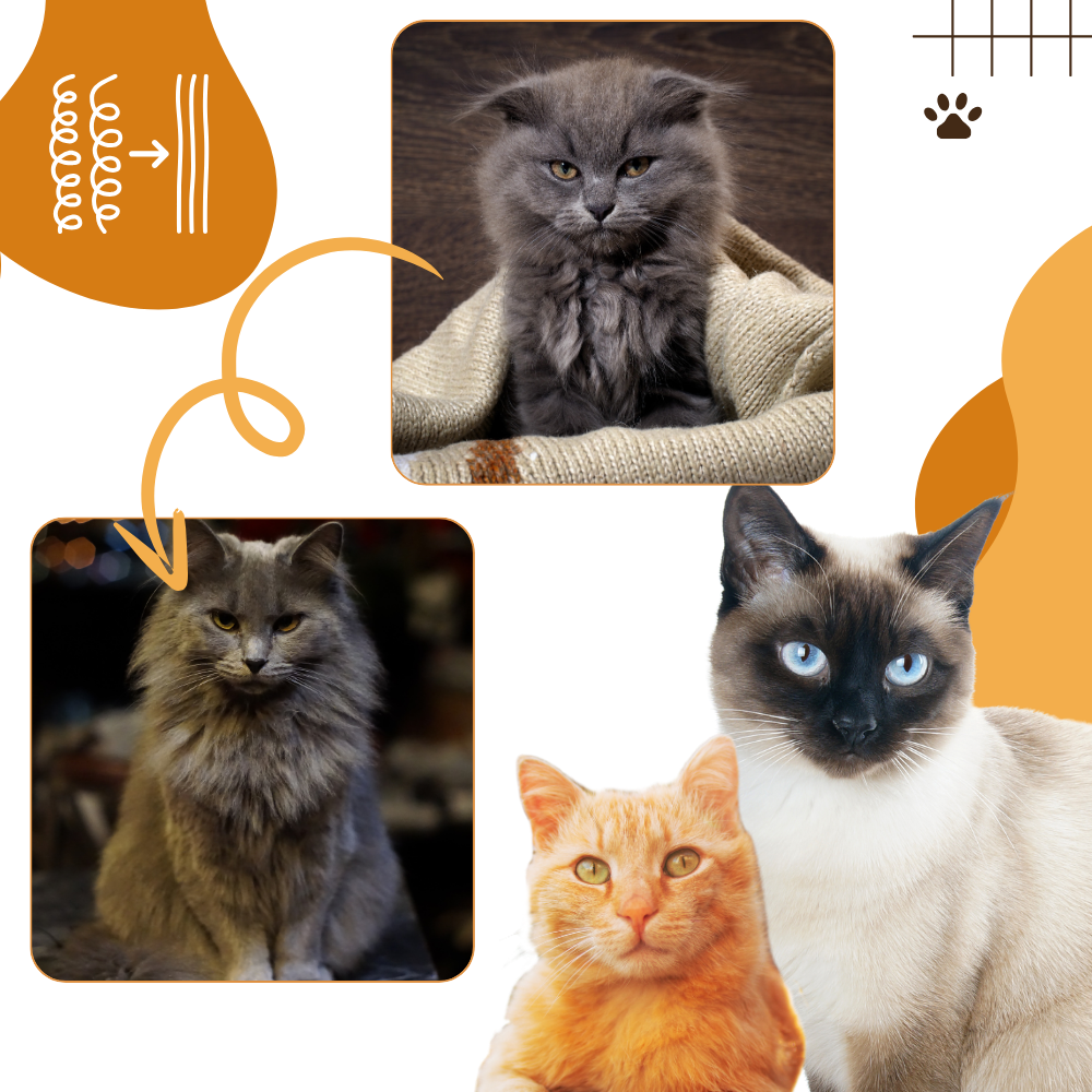Escova de higiene multifuncional para gatos Candy Moon, acessório de cuidados completos para pets com cerdas macias.