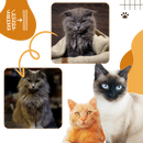 Escova de higiene multifuncional para gatos Candy Moon, acessório de cuidados completos para pets com cerdas macias.