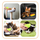 Escova de tosa multifuncional para gatos Candy Moon, acessório para higiene e cuidados com pelos.