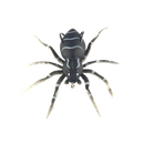 Isca de pesca em forma de aranha com movimentos naturais, preta, da marca Amazing Fashion Decoration.