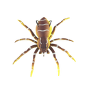 Isca de pesca em forma de aranha com movimentos naturais, marca Amazing Fashion Decoration, cor marrom, para pesca esportiva.