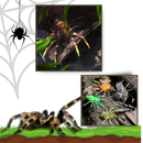 Isca de pesca em forma de aranha com movimentos naturais, marca Amazing Fashion Decoration, ideal para pescaria.