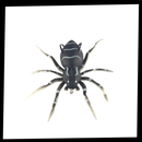 Iscas de pesca em forma de aranha com movimentos naturais, pacote de iscas de pesca da marca Amazing Fashion Decoration