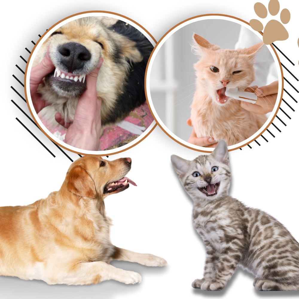 Gel de reparação bucal natural para animais de estimação, produto para higiene bucal da marca Kehuo, com textura fresca.