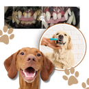 Gel de reparação bucal natural para animais de estimação, com ingredientes suaves para higiene bucal e remoção de placa.