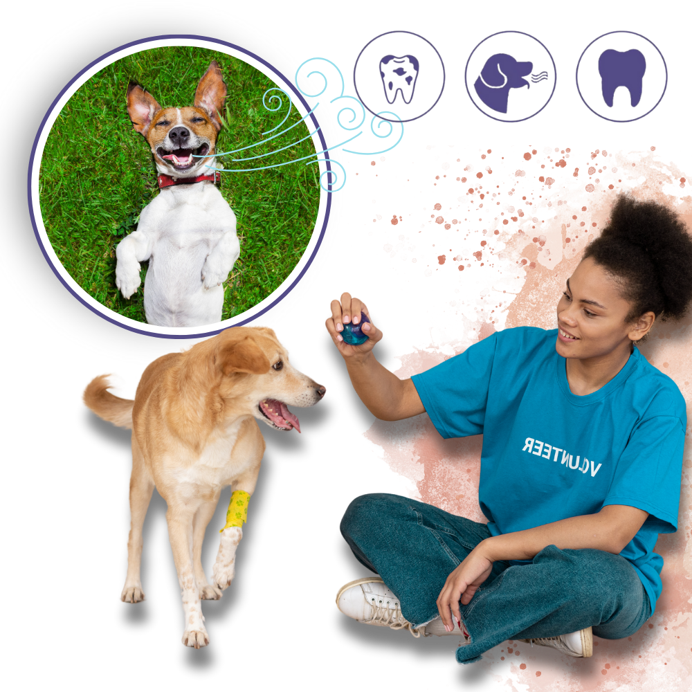 Gel de réparation bucal natural para animais de estimação Kehuo, com fórmula suave e eficaz para higiene oral de pets.