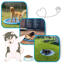 Pataugeoire portátil para cães Lingke, acessório para diversão ao ar livre com espaço para banho e brincadeiras.