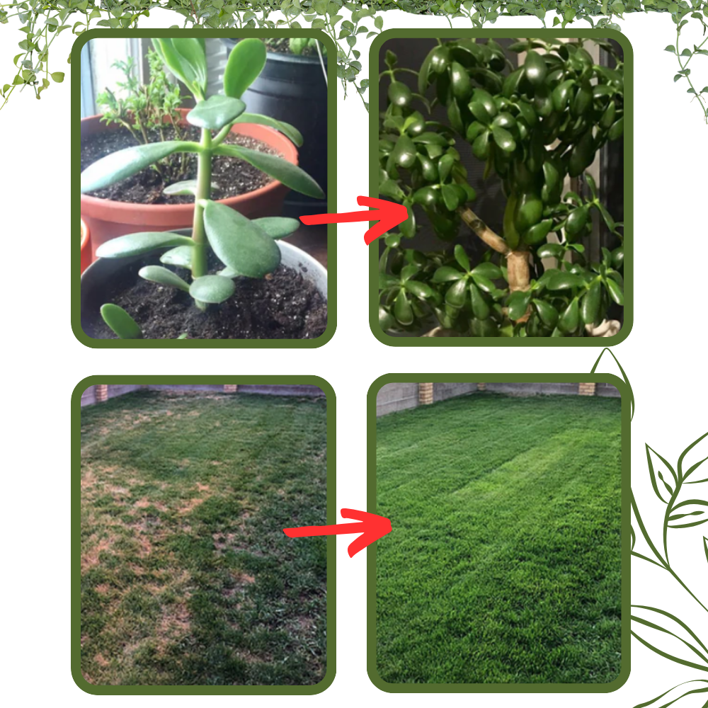 Ativador de solo orgânico Soil Activator para jardinagem, embalagem de 60g, melhora nutrientes do solo naturalmente.