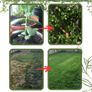 Ativador de solo orgânico Soil Activator para jardinagem, embalagem de 60g, melhora nutrientes do solo naturalmente.