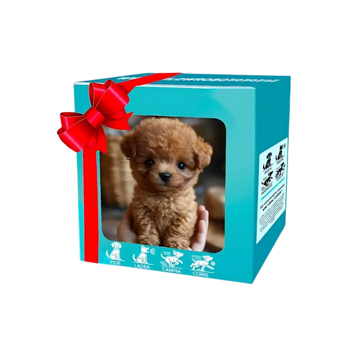 Boneco robô de brinquedo Xanovooo, chaton ou filhote, com design fofo de cão Shih Tzu em estilo smoking.