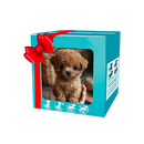 Boneco robô de brinquedo Xanovooo, chaton ou filhote, com design fofo de cão Shih Tzu em estilo smoking.
