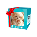 Boneco robô de cachorro Shih Tzu da Xanovooo, adorável e em smoking, brinquedo de robô para crianças e colecionadores.