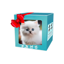 Boneco robô de brinquedo de gato e cachorro da Xanovooo, com design fofo de chaton e chiot em smoking.